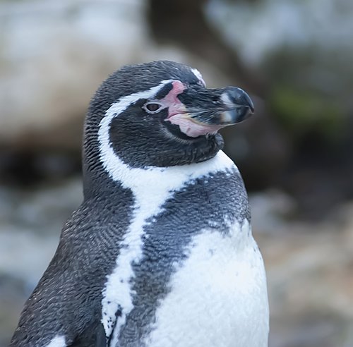 penguin  portrait  animal portrait