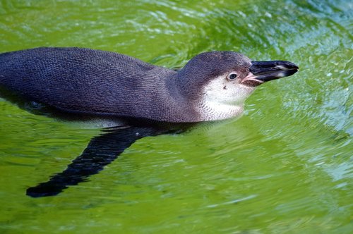 penguin  zoo  bird