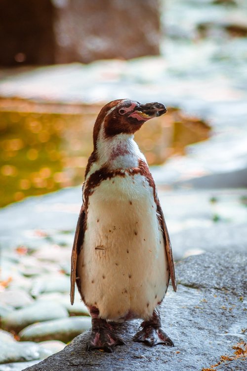 penguin  zoo  bird