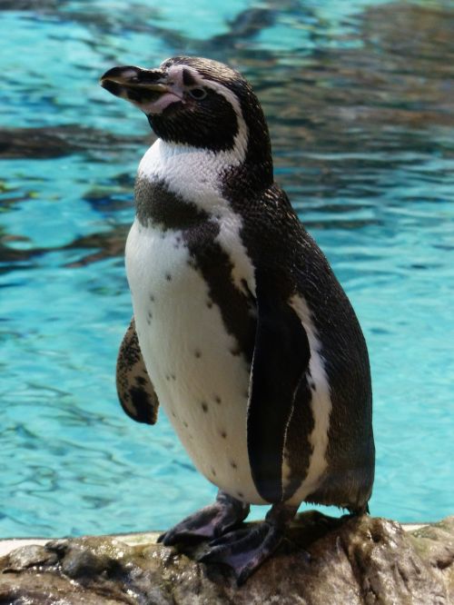 penguin humboldt penguin water bird