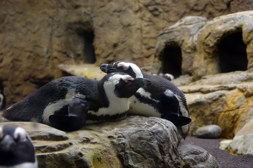 penguin  zoo  animals