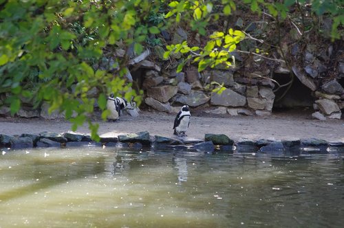 penguin  cold  water