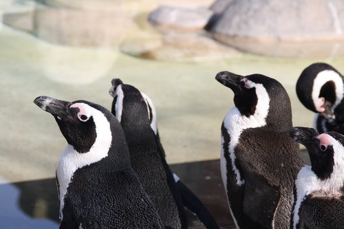 penguin  water  animals