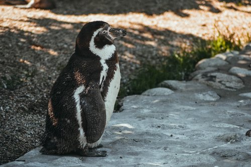 penguin  animal  bird