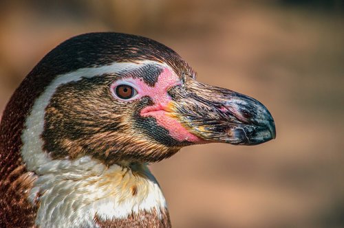 penguin  bird  animal