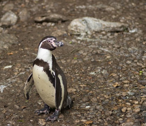 penguin  humboldt  zoo