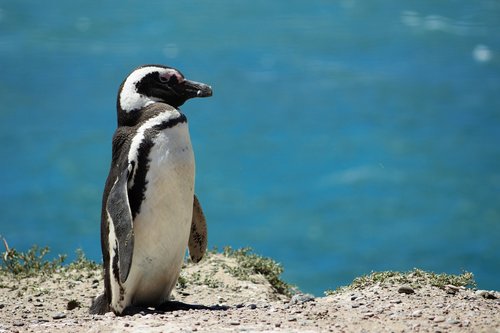 penguin  sea  nature