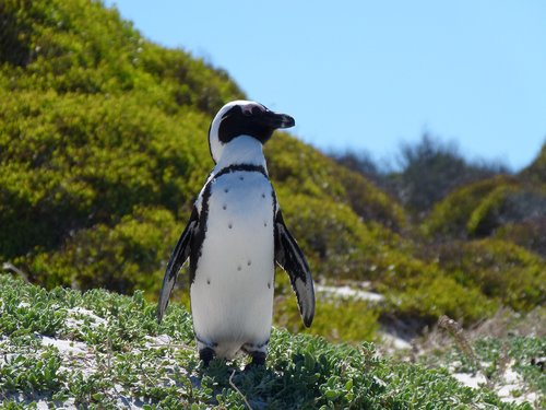 penguin  capetown  southafrica