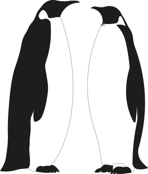 penguin  penguins  bird