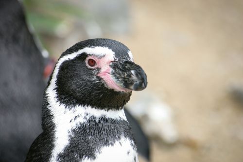 penguin animal black