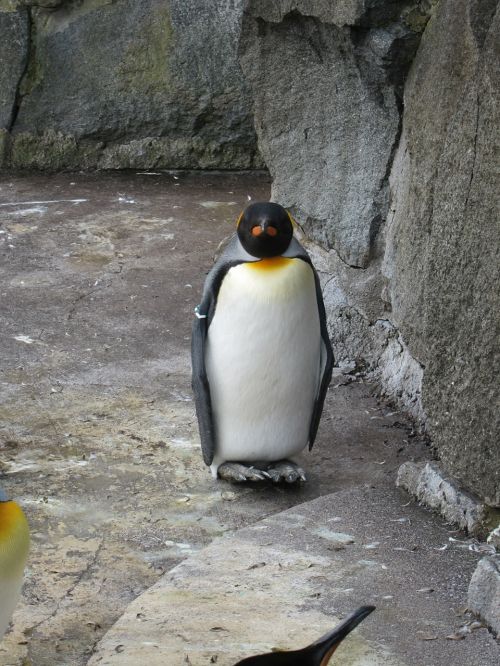 penguin animal wild