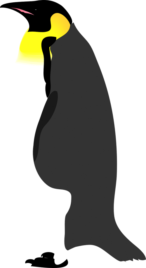 penguin bird snow