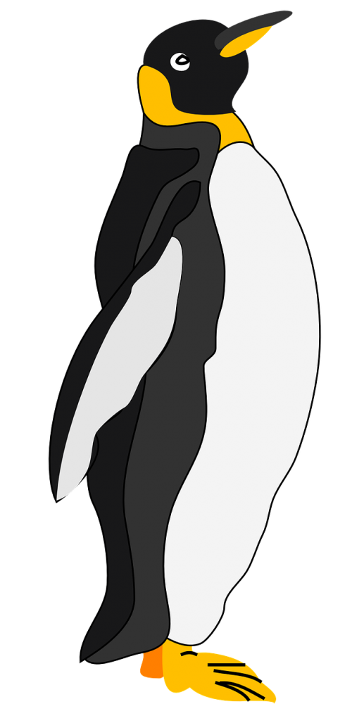 penguin bird snow