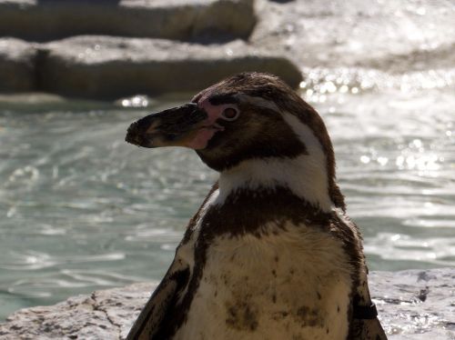 penguin bird animals