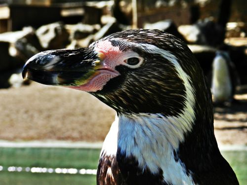 penguin bird animal