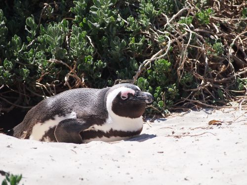 penguin south africa cape
