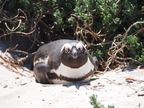 penguin south africa star