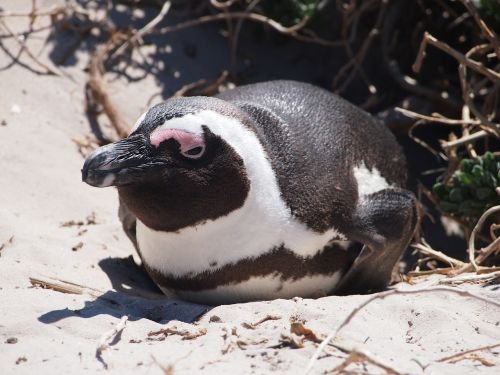 penguin bird south africa