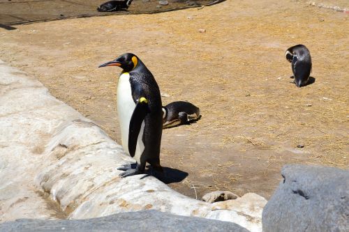 penguin animal fauna