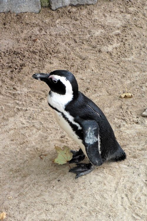 penguin zoo animal