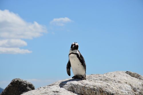 penguin beach south africa