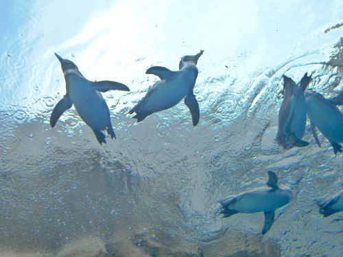 penguin aquarium water