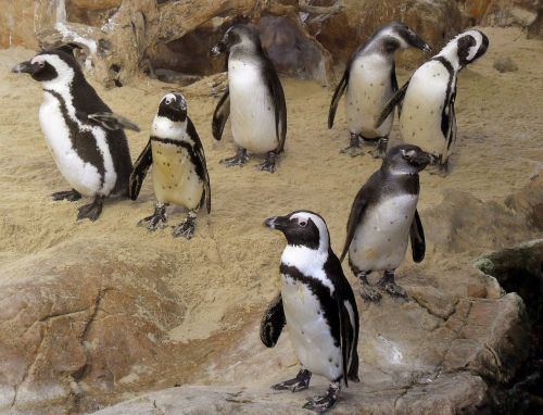 penguin birds wildlife