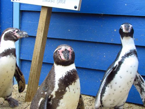 penguin zoo bird