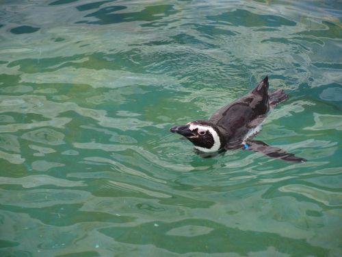 penguin zoo sea