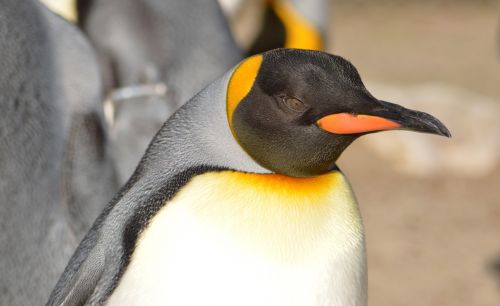 penguin zoo