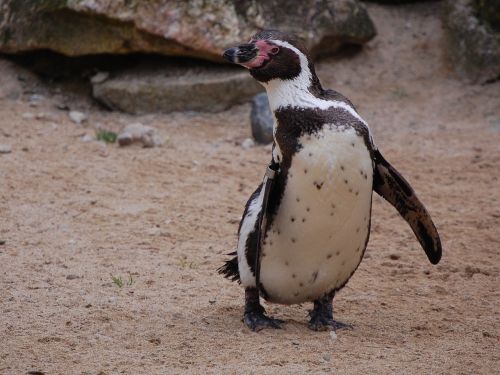 penguin bird nature