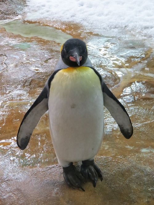 penguin mer de glace zoo animal