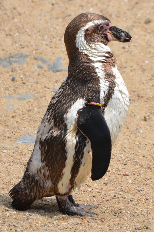 penguin animal humboldt penguin