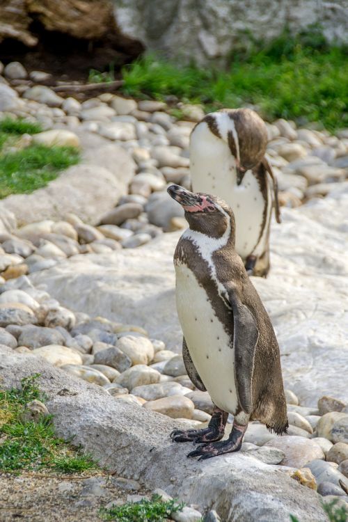 penguin sweet together