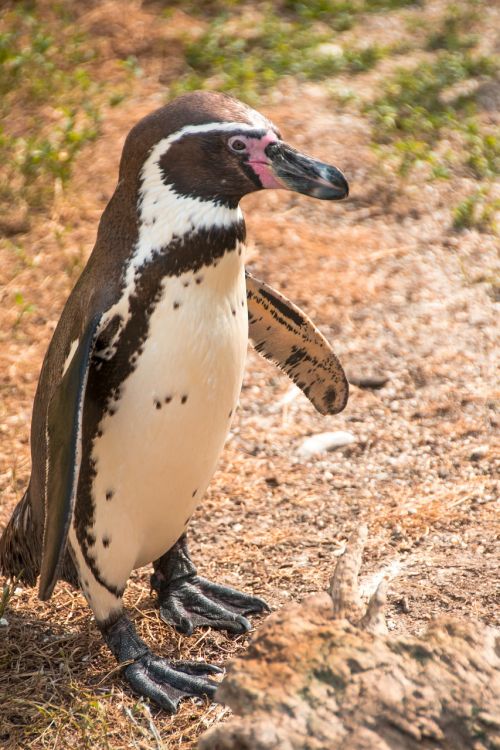 penguin sweet animal