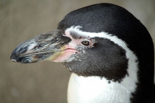 penguin humboldt penguin animal