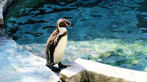 penguin humboldt penguin beautiful