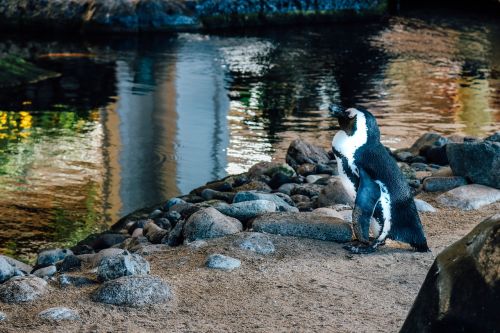 penguin bird wildlife