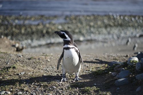 penguin animal animals