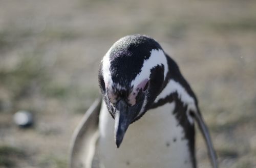 penguin animal animals