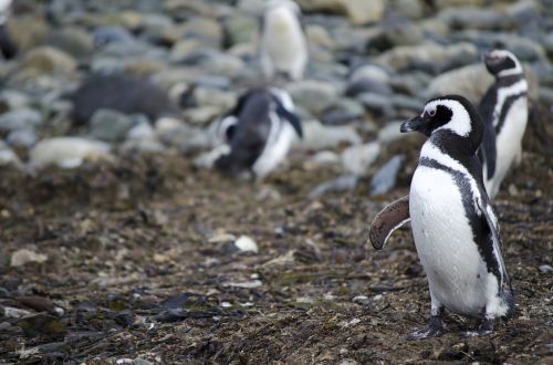 penguin animal animals