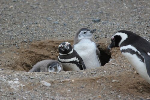 penguin family penguin baby animal