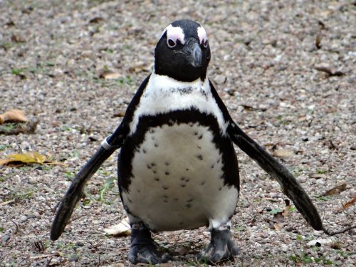 penguin przylądkowy bird zoo