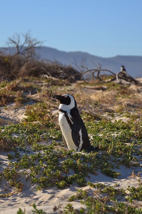 penguini penguins south africa