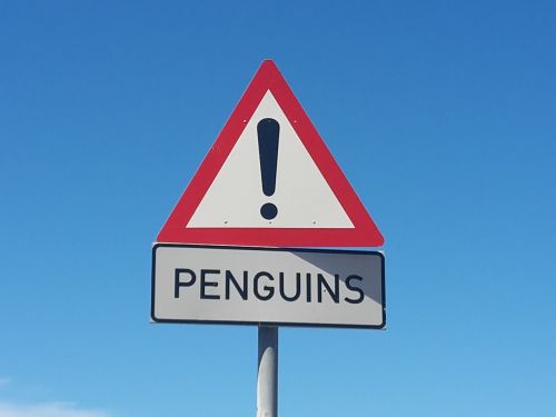 penguins south africa beach