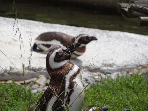 penguins birds animals