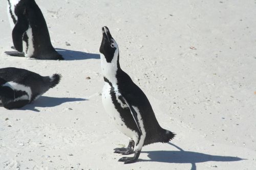 penguins africa endangered