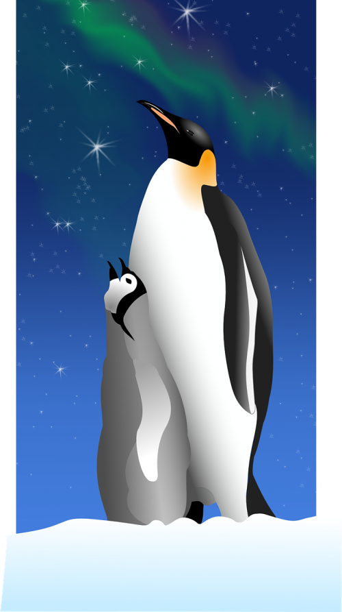penguins aurora free vector graphics