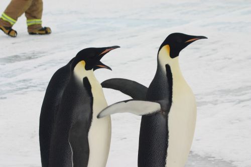 penguins emperor antarctica