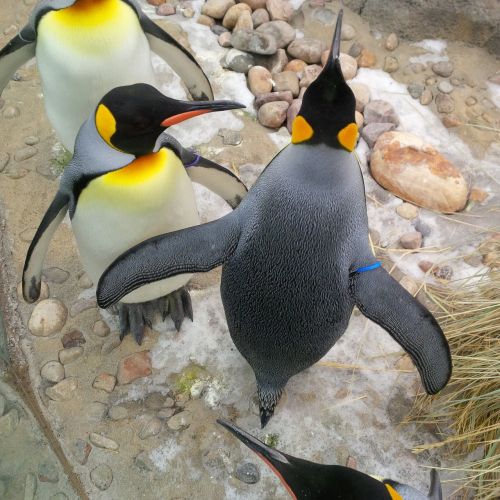 penguins group birds